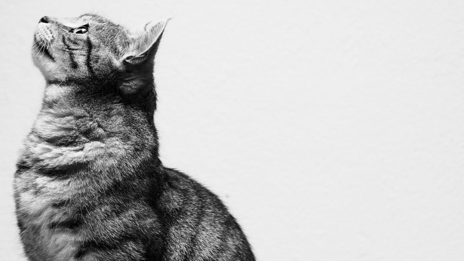 How To Create a Stellar GitHub Profile That Gets You Hired As A Web ...